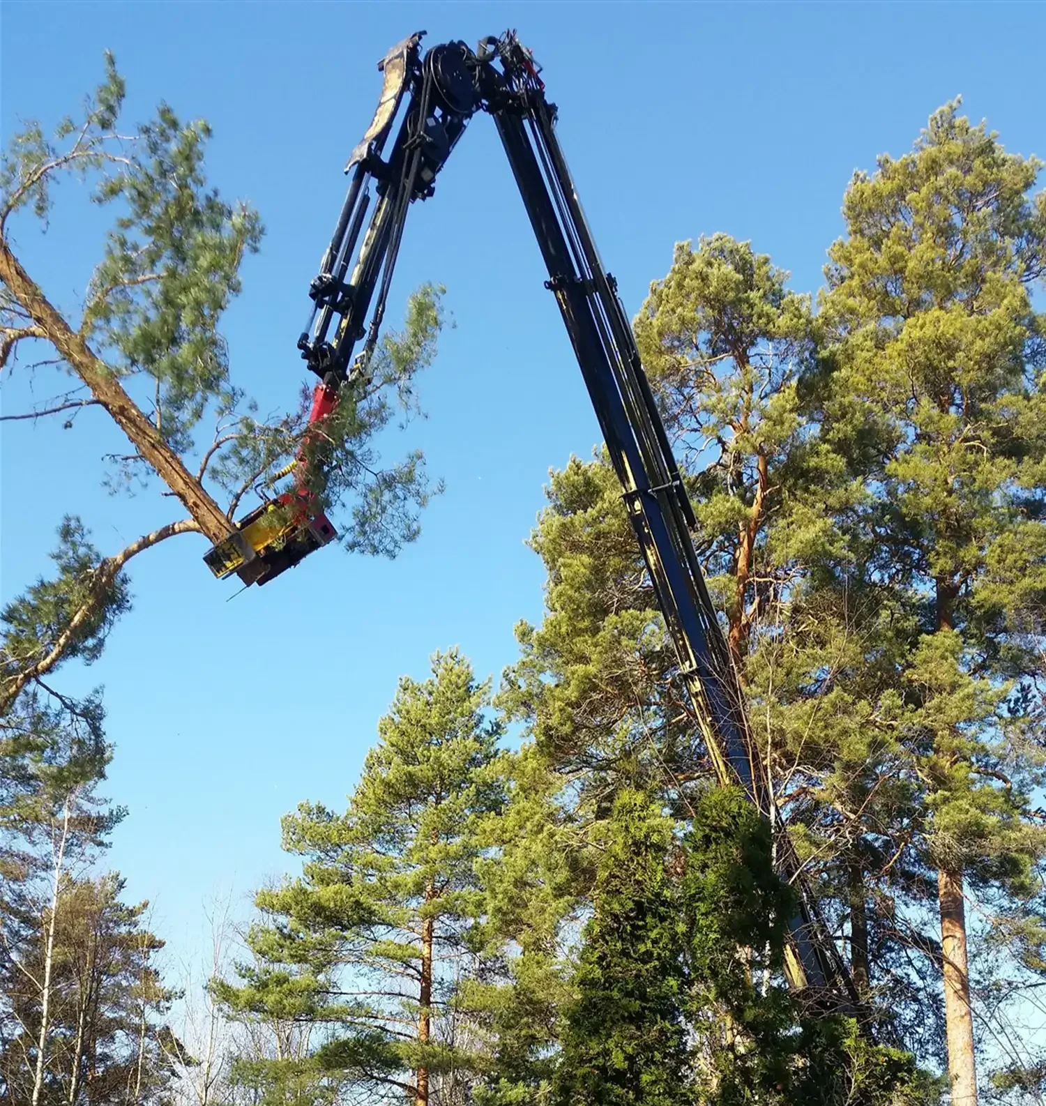 Kran lyfter topp av gran